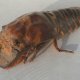 50- On a peche une cigale de mer 